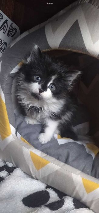 Срочно! Віддам в добрі руки, безкоштовно.