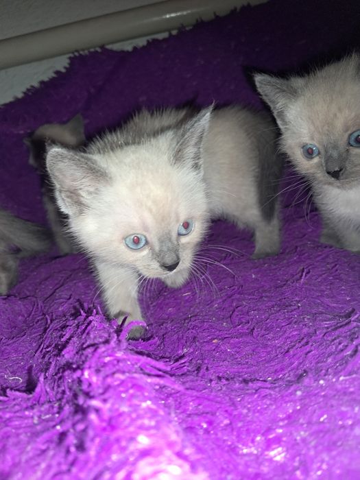 Продам сіамських (тайських) кошенят