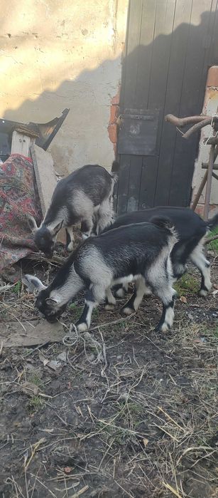 Козенята продам