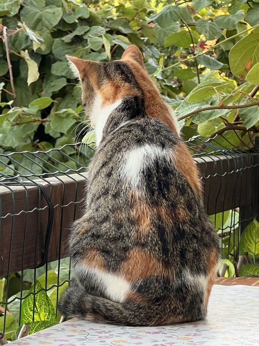 Dog Walking e Pet Sitting