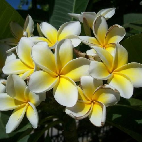 Estacas de plumeria branca