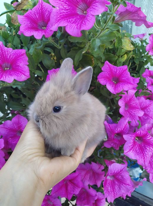 Кроленята декоративні, карликові кролики, кролик декоративний