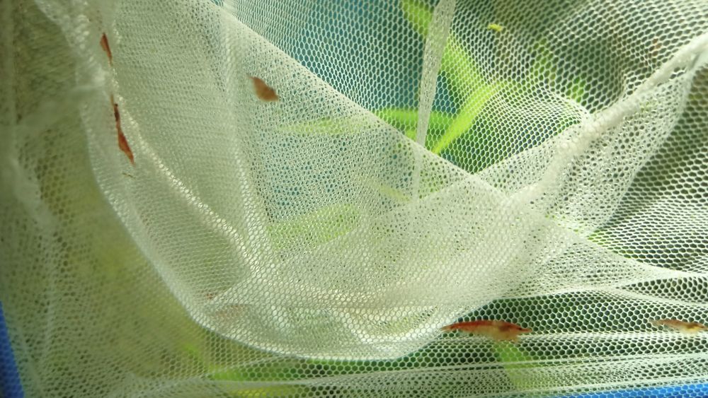 Lindos camarões Neocaridinas promoção