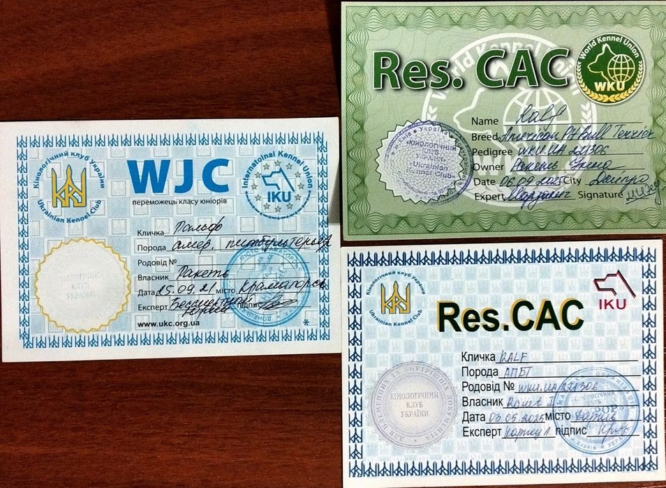 Предлагаю для вязки кобеля питбультерьера ККУ (питбуль, апбт)