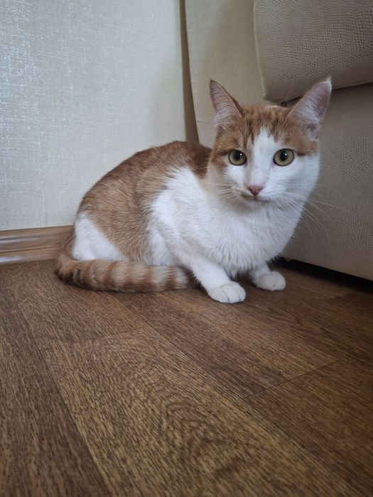 Кастрированный бело-рыжий котёнок-подросток ищет дом! Отдам в хорошие