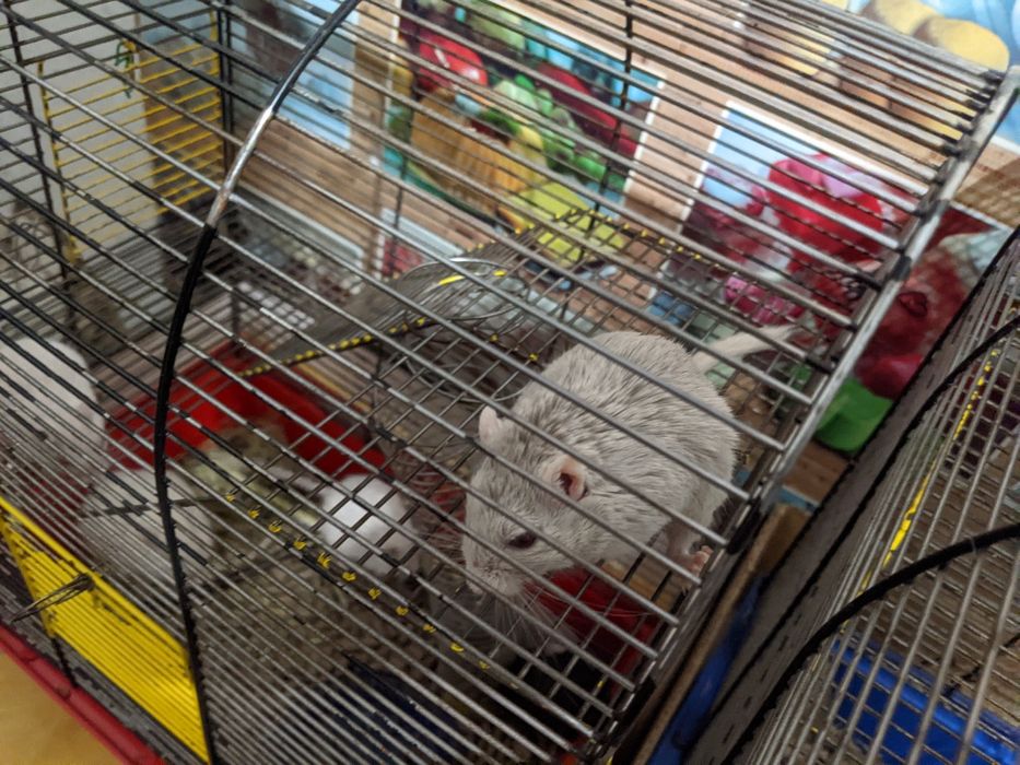 Монгольська піщанка