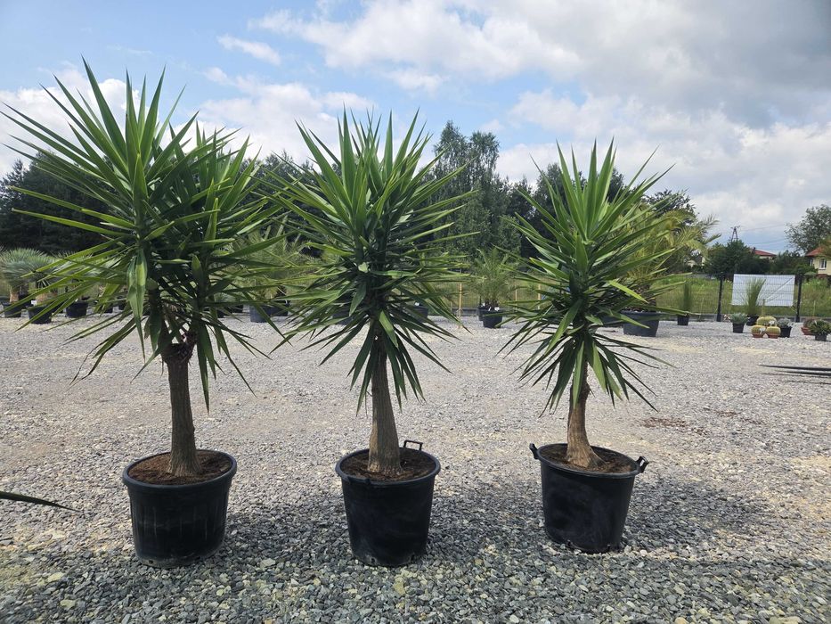 Yucca elephantipes – Juka gwatemalska | Wys. ok. 210–220 cm
