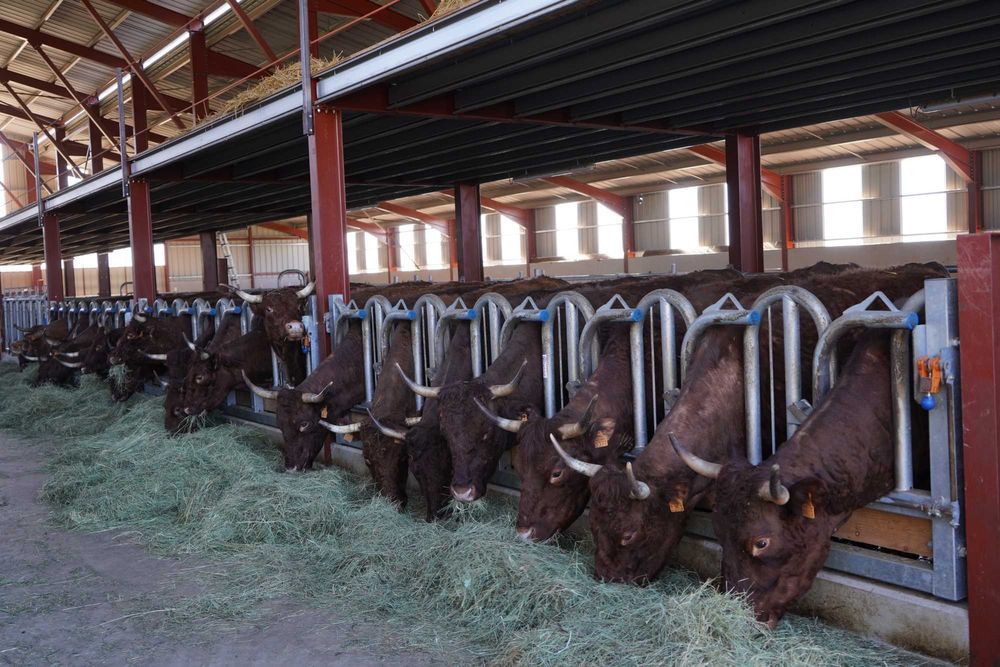 AGRITUBEL drabina paszowa samozatrzaskowa zatrzaski dla bydła krów