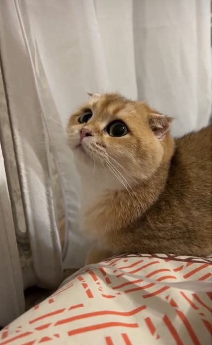 Шотландскі кошенята золота шиншилла