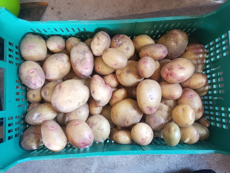Presuntos agrícolas