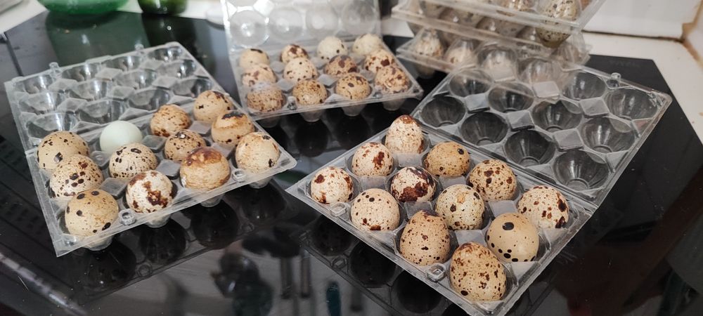 Ovos de codorniz caseiros.