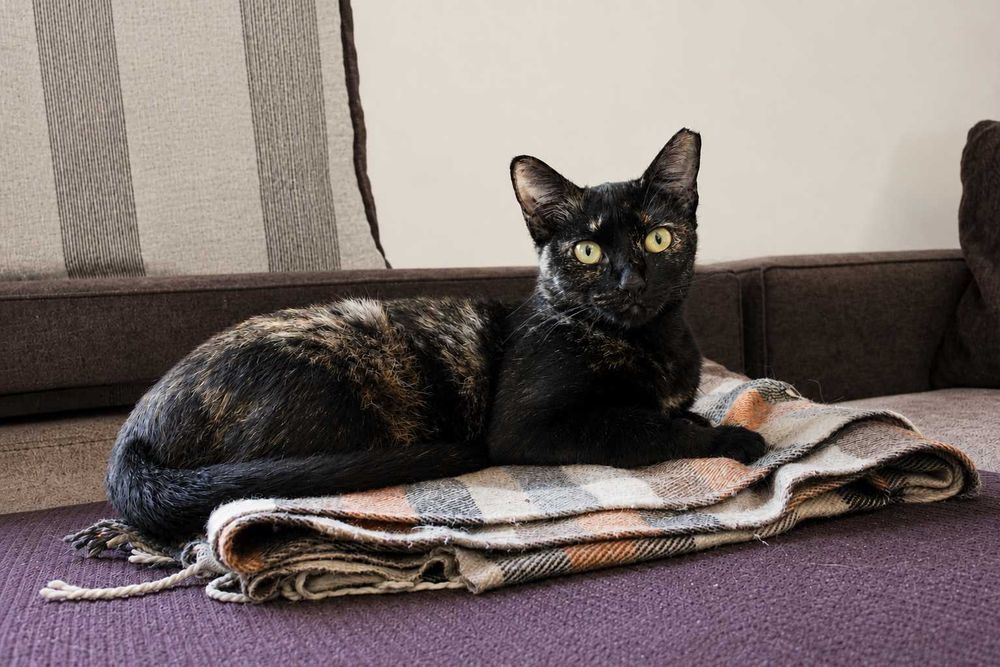 ESTERILIZADA | Gatinha disponível para adoção muito responsável
