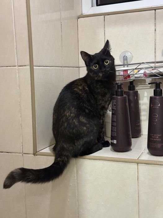 Отдам ласковую кошку, стерилизована.