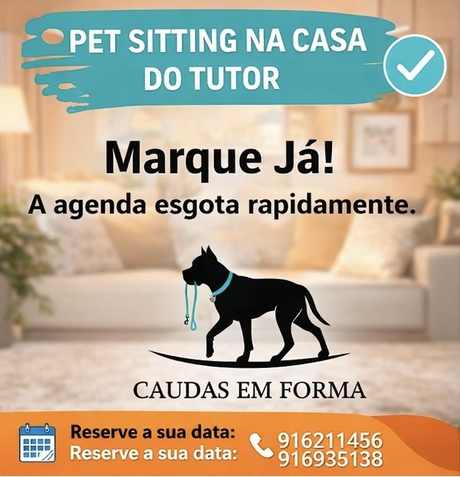 Treino de obediencia basica  pet sitting e dog walking