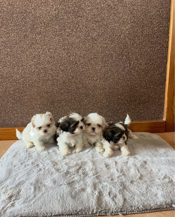 Shih Tzu szczeniak