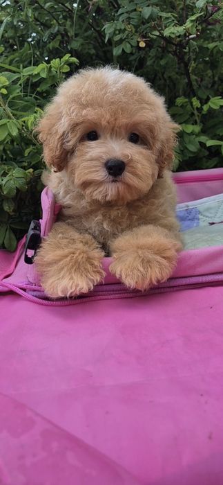 Мальтипу. Хлопчик.