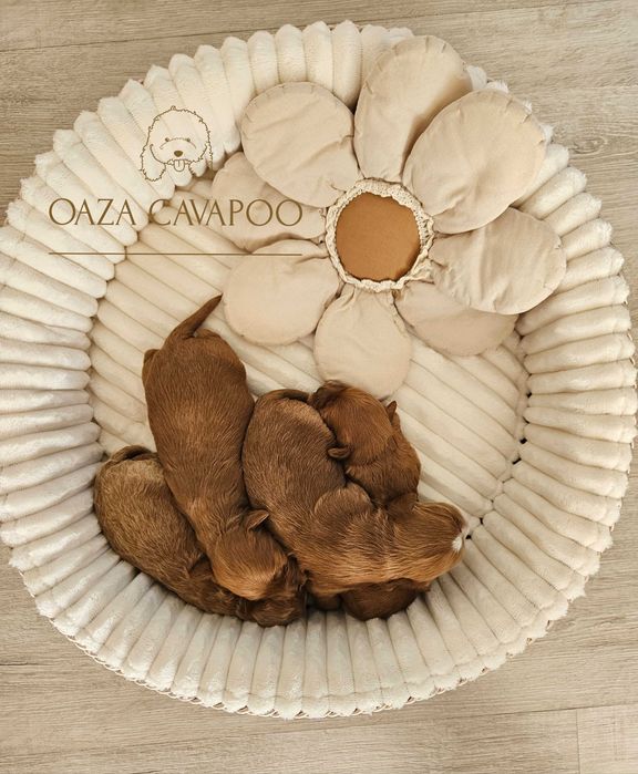 Cavapoo F1B Chłopiec