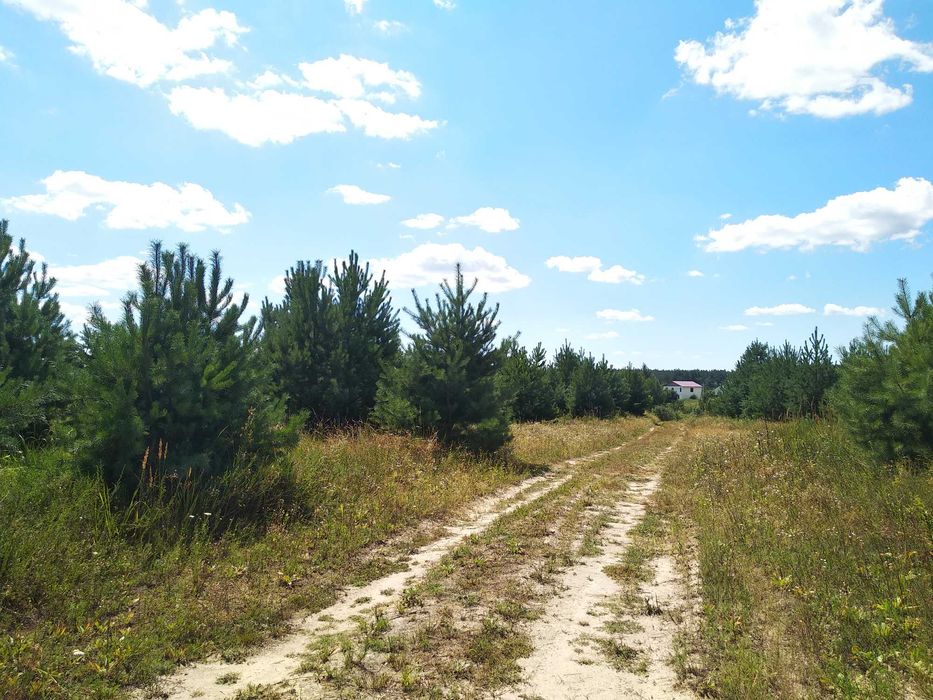 Ділянка з пишними молодими соснами, поруч ліс. заказник, грибні місця