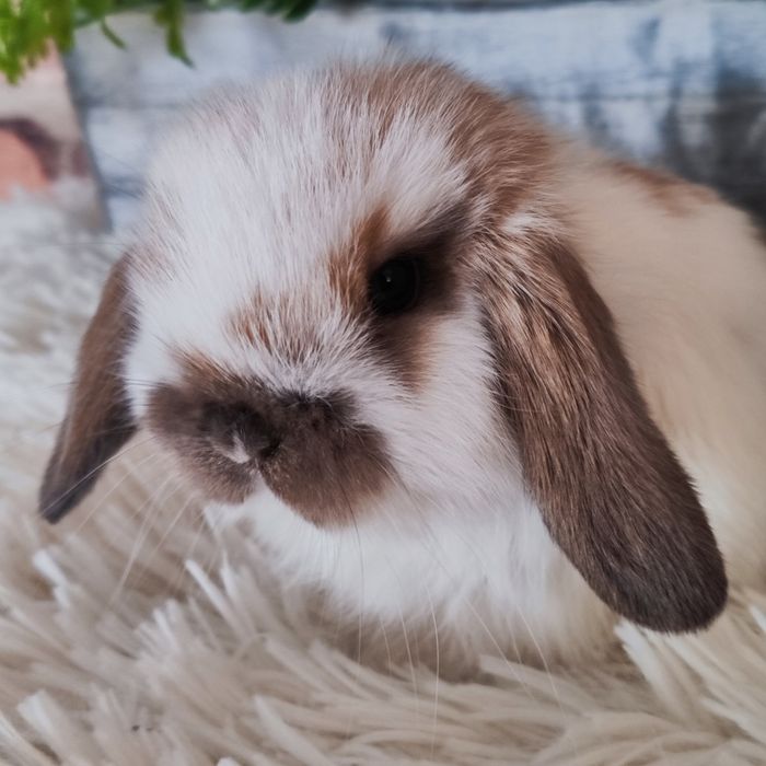 Króliki Mini Lop