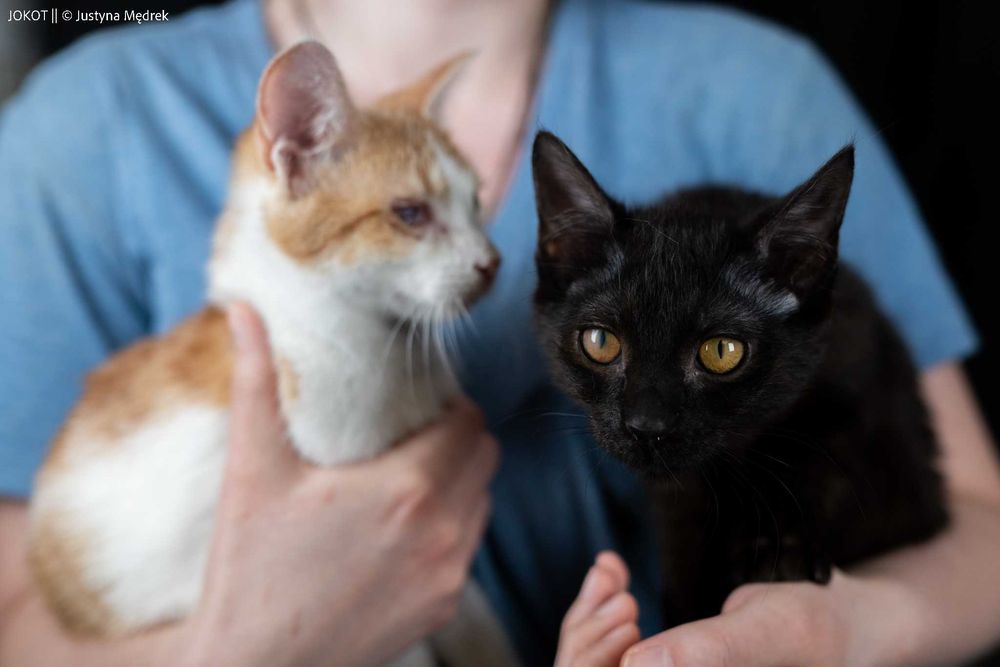 Mała, czarna kotka Pamela do adopcji (akceptuje psy!)