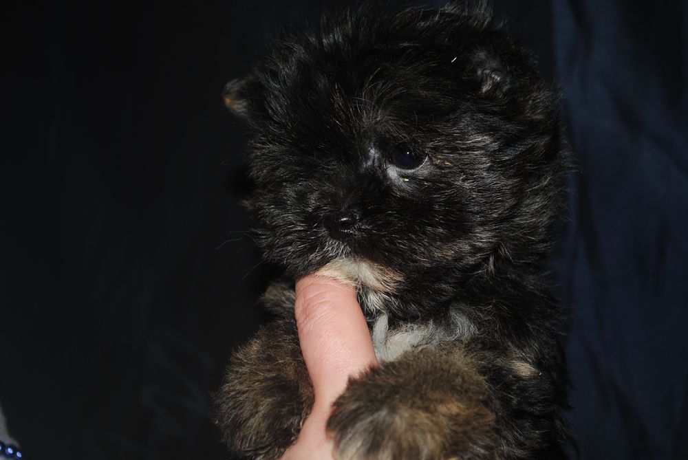 Безумно гарна чорна принцеса йорка