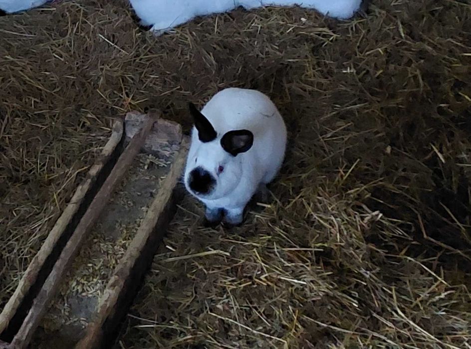 Króliki Kalifornijskie gotowe do rozrodu