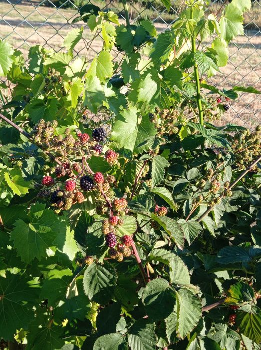 Amoreira sem espinhos