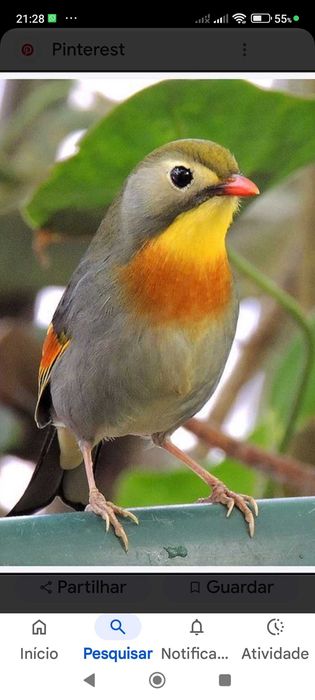 Canários lindos pássaros para despachar