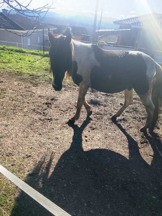 Cavalo macho de raça Pampa Brasileiro