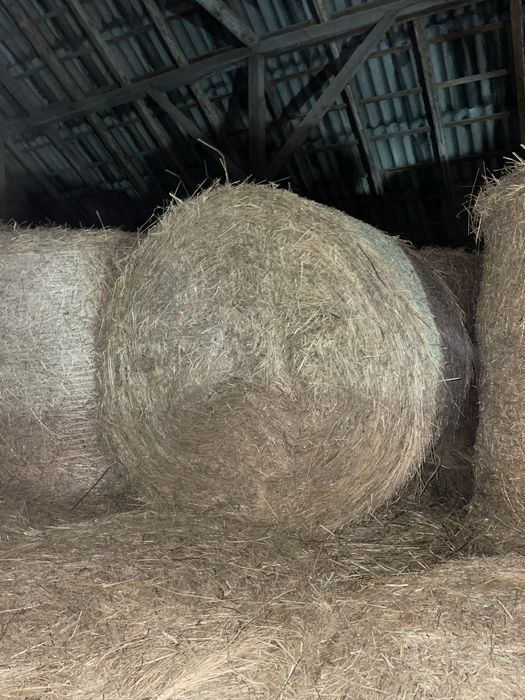 Siano bele 2026 bele 120x120