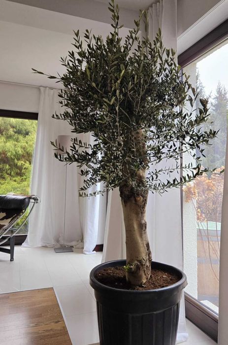 Drzewo oliwne, oliwka europejska, olea europaea