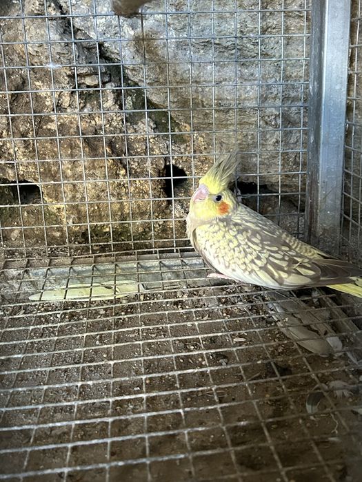 Vendo varias aves
