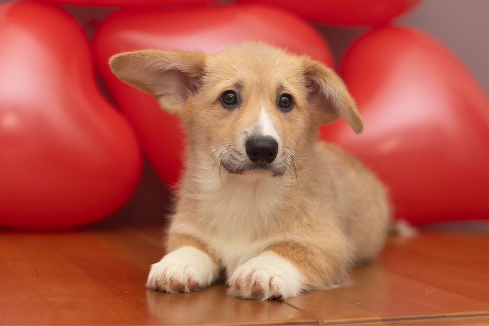 Хлопчик вельш коргі пемброк