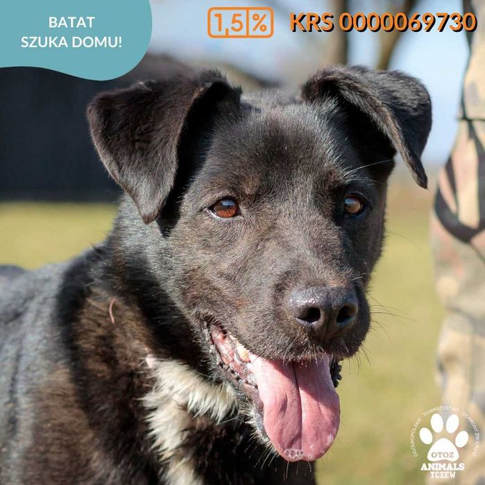 OTOZ TCZEW - BATAT - szuka domu!