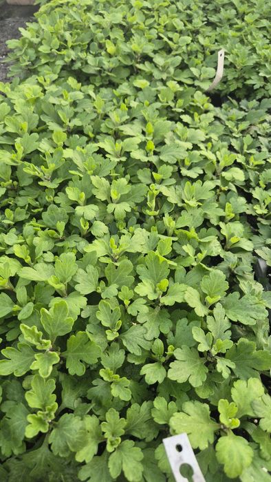 Хризонтема мультифлора- черенок