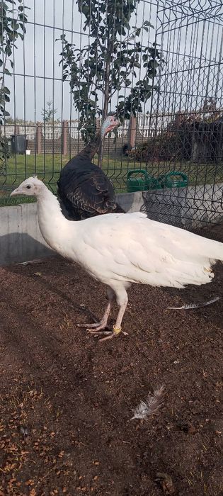 Paw szmaragdowy, samica z maja tego roku