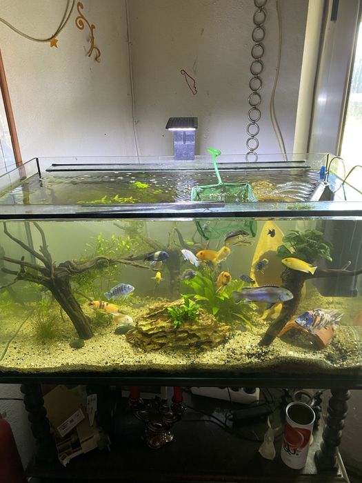Aquario 130 l para venda ! Posso vender alguns ciclidios tambem!