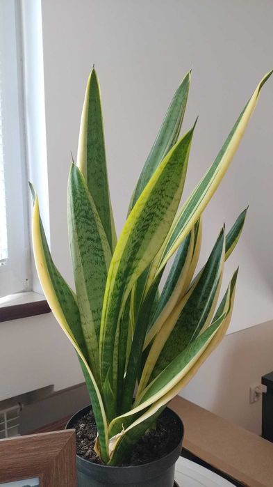 kwiat Sansewieria wężownica