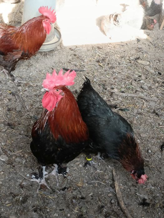 Maran Preto/Azul Cobre