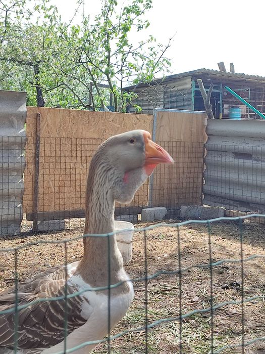 Продам гусей холмогорів та тульських горбоносих