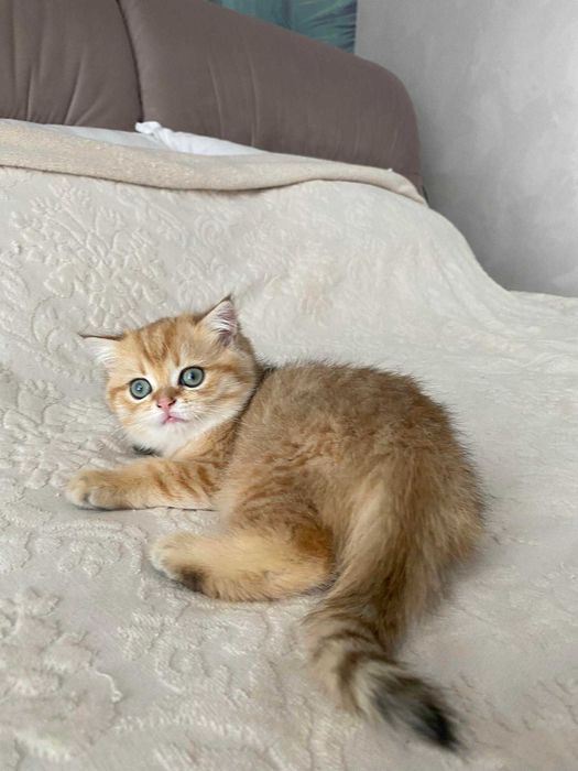 Зеленоглазый мальчик скоттиш страйт