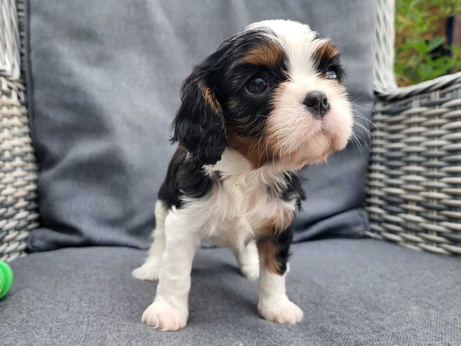 Cavalier King Charles Spaniel FCI