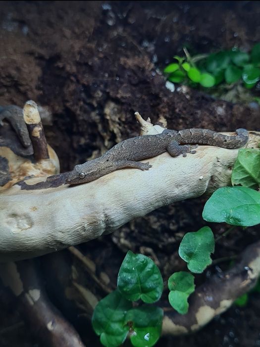 Gekon płaczący - Lepidodactylus lugubris