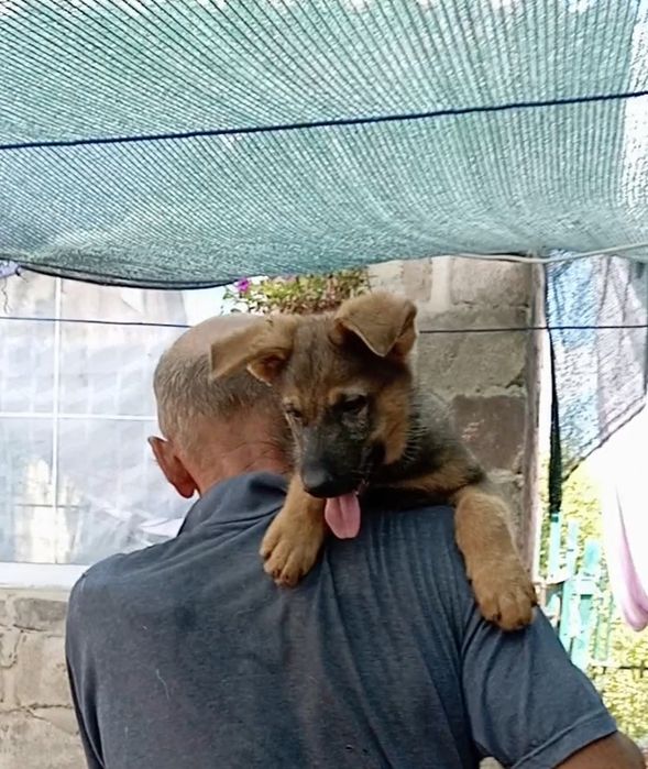 Питомник ZOLOTOY PUT' K POBEDE предлогает щенков.