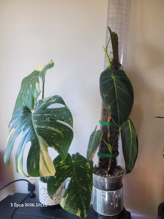Rośliny doniczkowe monstera i filodendron