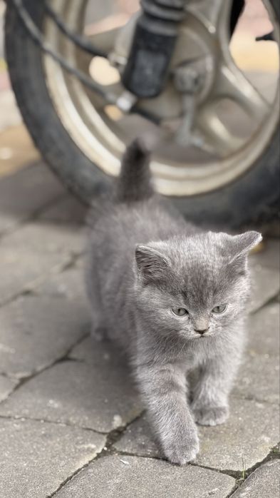 шотландські котики