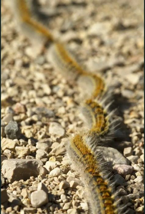 Endoterapia contra a Lagarta do Pinheiro - Distrito de Setubal