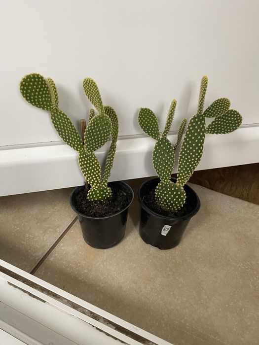 Кактус опунція заячі лапки, Opuntia Monacantha