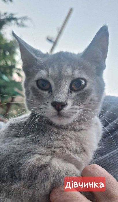 Віддам котенят в добрі руки