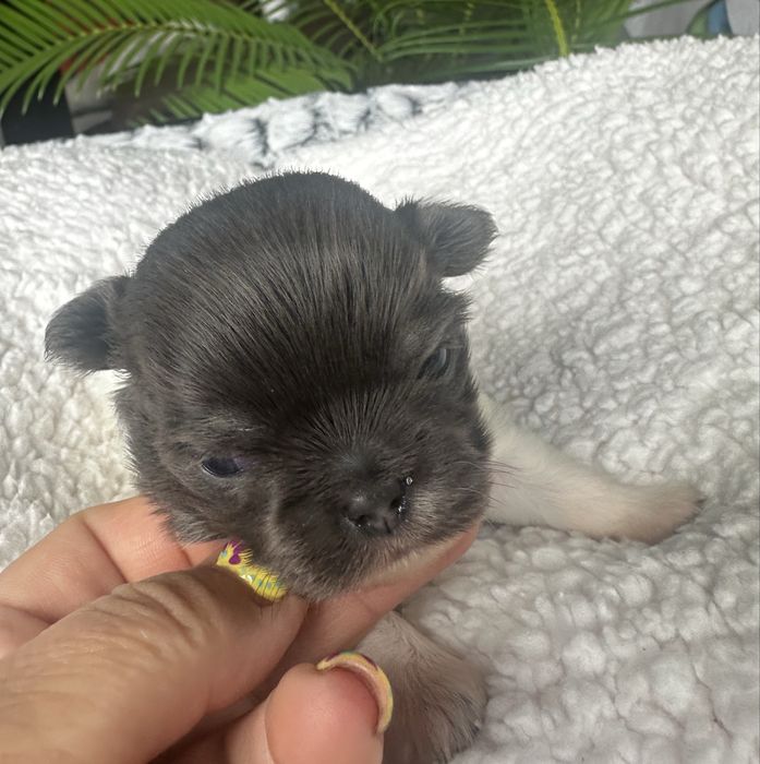 Długowłosy piesek chihuahua
